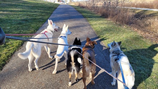 katiiie-lynn:What an absolutely beautiful and sunny 50 degree day! 🥰🌞 We took all 5 pups to the dog park today and they had a blast 💖(Yes we took 2 separate vehicles in order to get all 5 dogs to the park 😅)@mossyoakmaster  It was a great