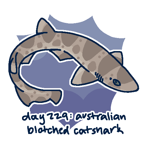 Shark Of The Day: Australian Blotched Catshark, asymbolus Funebris