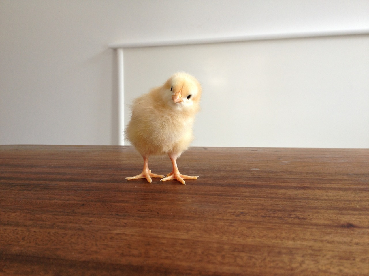newtowngarden:  Just some morning cuteness. Enjoy. 