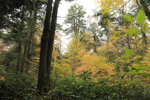 Fall visits the virgin hemlock forest at Cathedral State Park.