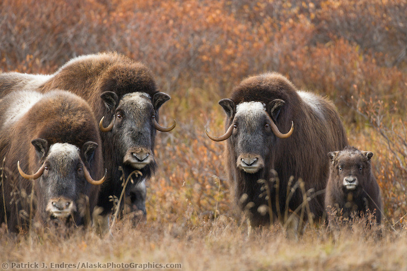 ainawgsd:  Musk Ox The musk ox (Ovibos moschatus) is an Arctic mammal of the family