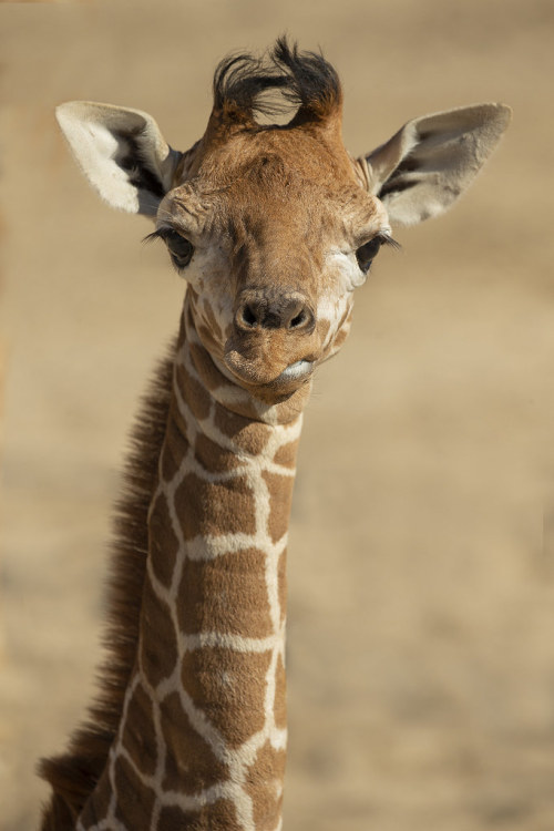 This Face Needs a Name by San Diego Zoo Global Have you herd? Zawadi gave birth to a spunky little g