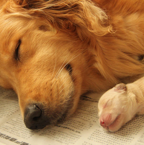 aplacetolovedogs:Sweet newborn Golden Retriever puppy and her proud mommy have a much needed rest @b