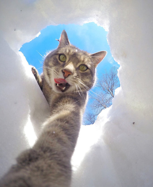 selfie cat lol XD