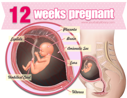 You’re 12 weeks pregnant, and your baby is about the size of a tangerine. At this point in your preg