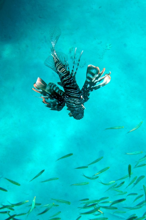 classy-captain:  Lionfish by Edster
