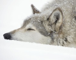 Beautiful-Wildlife:  Timber Wolf By John Cancalosi 