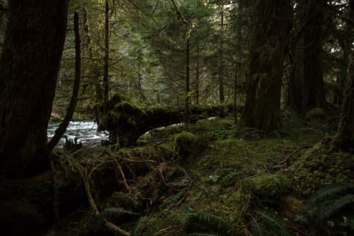 lobo-de-luna:along the Sol Duc River