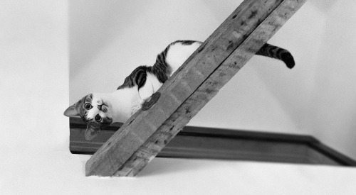 Othello on a Beam (by Ivan Villa)