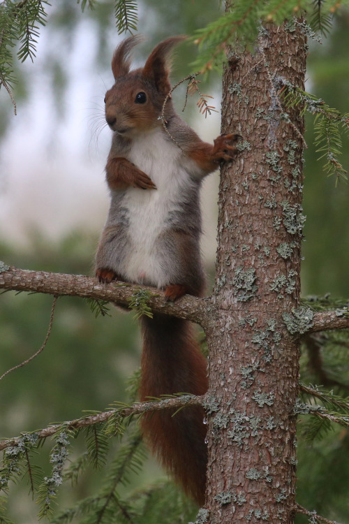 Red squirrel/ekorre. Värmland, Sweden (May 10, 2022). 