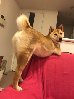 babyanimalgifs:  If you got it, flaunt it.