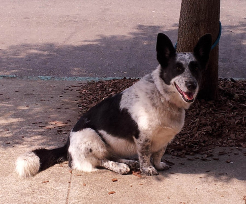 (REUTERS) - Scientists at Lawrence Livermore National Laboratory reported today the escape of Prototype M32 from Project Pinecone, a top-secret initiative rumored to be an attempt to create “the ultimate dog.” Prototype M32 is still at large, and all...