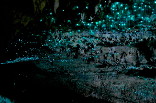 nubbsgalore:the waitomo limestone caves on new zealand’s northern island are home to an endemic spec