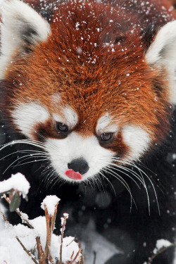 wonderous-world:  Red Panda by Mark Dumont