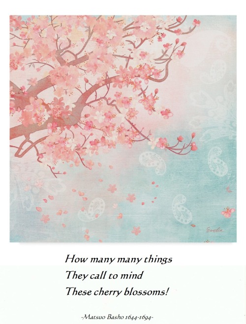 imeditativemind:terracemuse:these cherry blossoms! Truly Beautiful!!~mm
