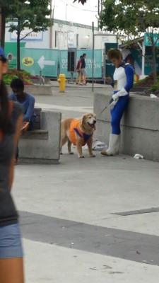 dannyshanahan:  I saw a dog dressed as Goku today. 