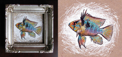 rah-bop:Three tiny paintings – a German blue ram, celestial pearl danios, and a crystal red shrimp. 