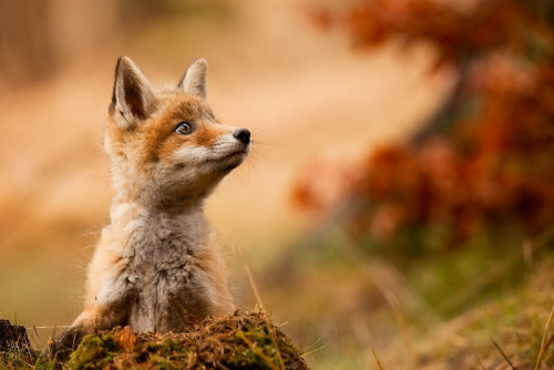 somecutething: What a beautiful little fox! (via Robert Adamec)