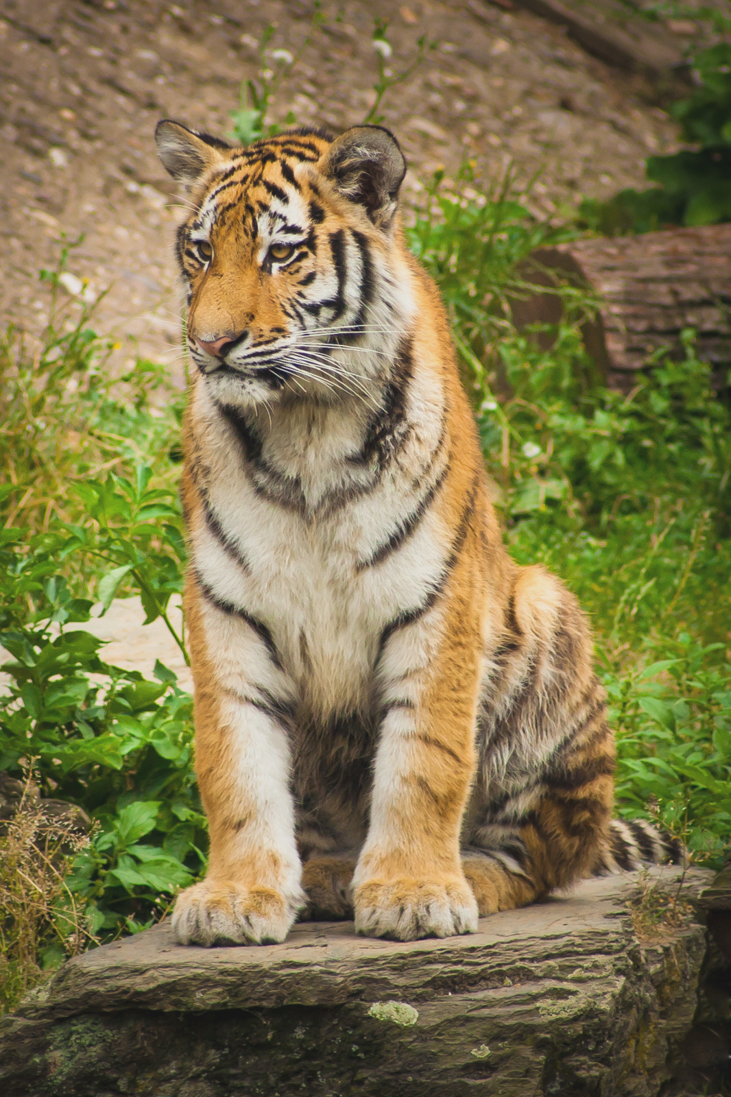 captvinvanity:  The Watchman   | Photographer | CV