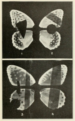 nemfrog:  Butterflies of the District of