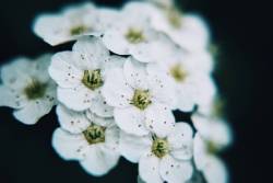 andantegrazioso: White blossom by  lima.photo