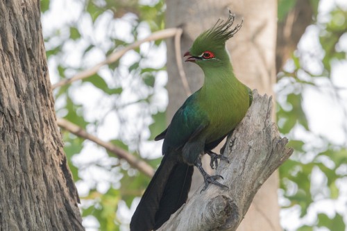 fascinator-birds:Schalow’s Turaco (Tauraco schalowi) © Michel Gutierrez