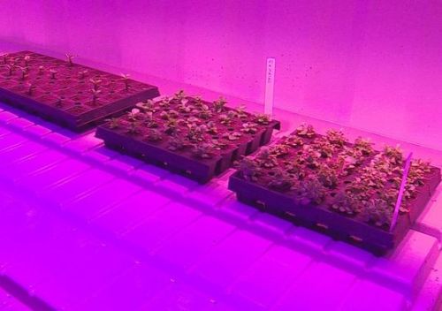 Indoor farming: Agriculture&rsquo;s next revolution?Great video when you click the title link!&n