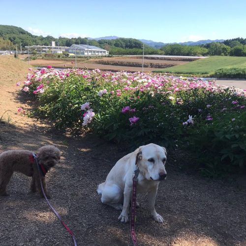 きょうののんびとあん 朝の散歩は久しぶり #dog #犬 #labrador #poodle #北関東一かわいい #芍薬 (鹿田山) www.instagram.com/p/COrqT