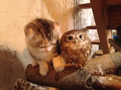 tastefullyoffensive:  (photos via Hukulou Coffee) Aww!… Owls are flying cats! 