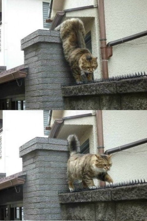 Qu Signos Seran El Gato Atigrado?