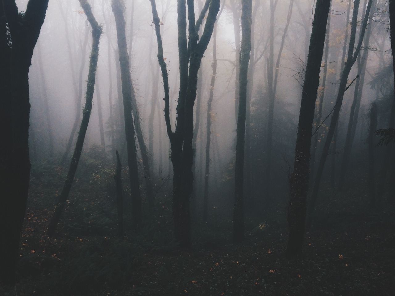 spudthesoundguy:Are we out of the woods yet? Portland, Oregon. November 7th 2014
