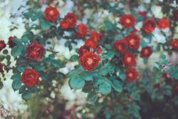 juliamstarr: red roses Instagram  