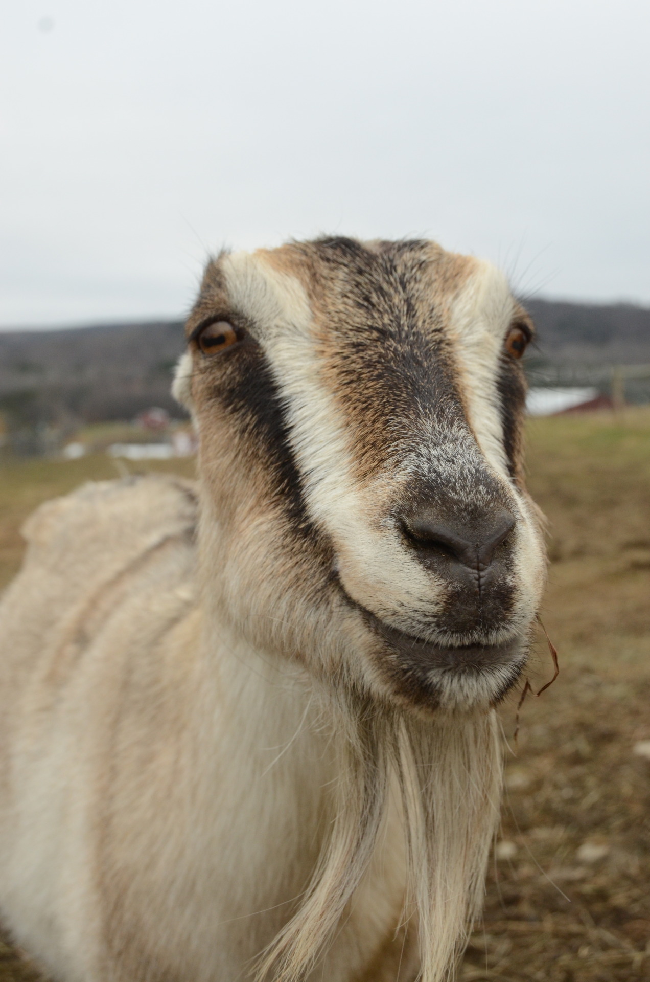 Animals of Farm Sanctuary — Panza: Flying Under the Radar Like the other  goats...