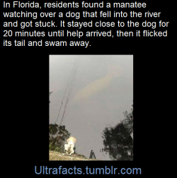 ultrafacts:    (Fact Source) For more facts,