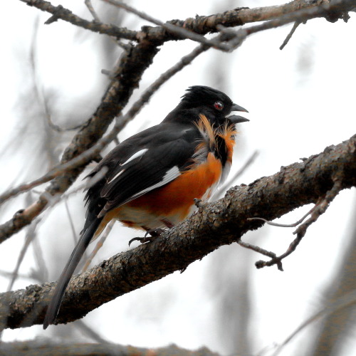 A towhee, somewhat frazzled, looks earnestly for a mate, on a cold and dreary springtime day.  