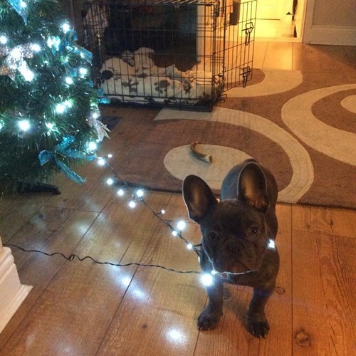 cute-overload:  I’m Helping, Right?http://cute-overload.tumblr.com