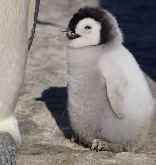 1. Animal - Penguin