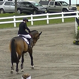 soundtrack-for-lovers:  landofjules:  equitating:  saferion:  Fleur De Lis ridden by Tamie Smith took a tumble during a CCI** competition when he got his shoe stuck on a ring on the girth. After landing only on his right leg, he managed to regain himself