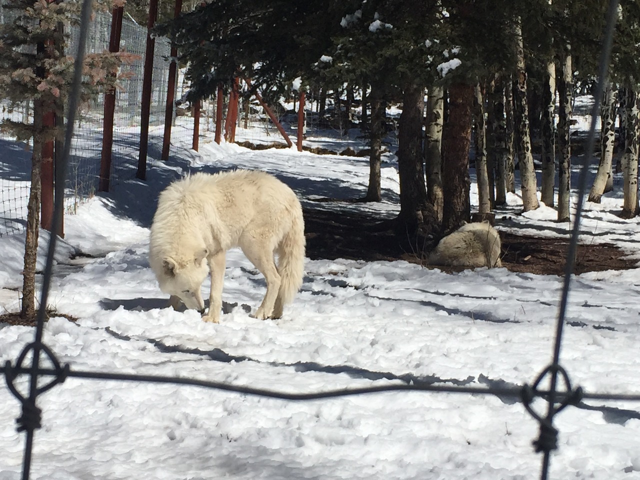 lesless:Colorado Wolf Sanctuary, 2015