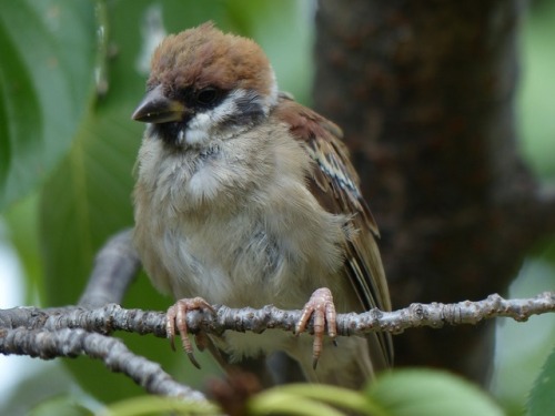 スズメ　Eurasian tree sparrowTown Sparrow ～ 街のすずめ　ArchiveTown Birds ～ 街の鳥  Archive