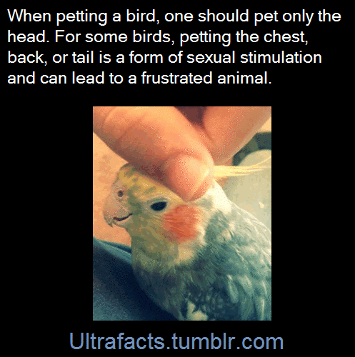 Porn photo ultrafacts: Fact Source: http://exoticpets.about.com/od/behavior/f/birdspetting.htm
