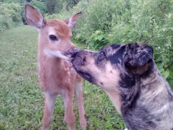 awwww-cute:  So my friend’s dogs found