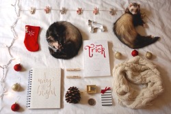 the-book-ferret:Coordinating both ferrets