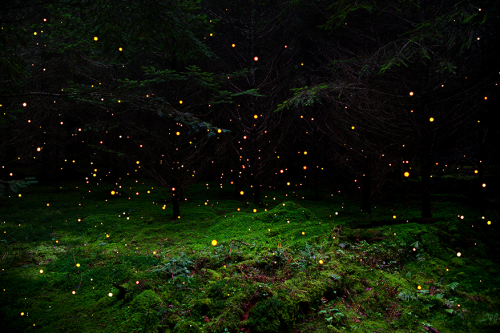vhord: shyowl: kateoplis:Ellie Davies, In Between the Trees + strictly nature