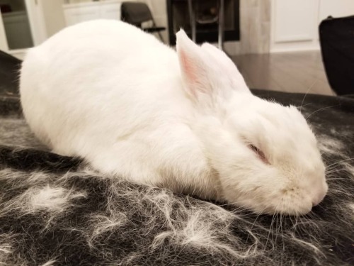 Molting time, Protein is super relaxed after a good brushing. All those fur are from his forehead&he