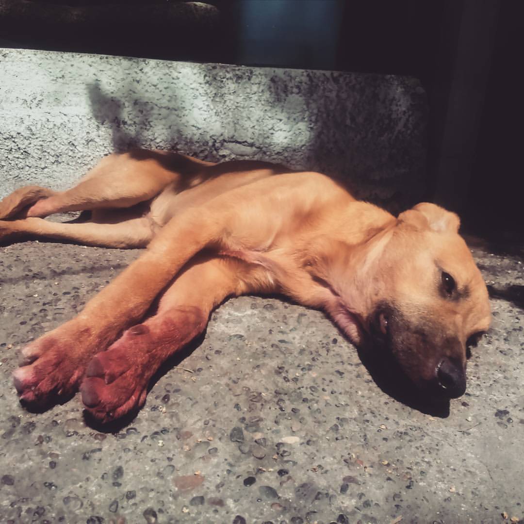 mortrivo:Hoy alguien se mandó un arte con carmín arriba de mi cama. #pets #arte