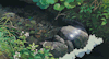 glazedeye-s:studio ghibli + nature scenario