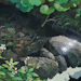 glazedeye-s:studio ghibli + nature scenario