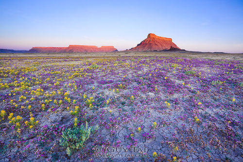 nevver:  Badlands in bloom, Guy Tal 