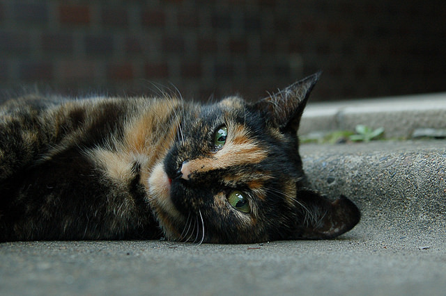 One’s eyes by H2@Japan on Flickr.